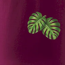 Monstera listy na prsu