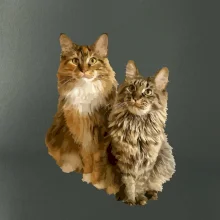 Kočky vectorizované  (Moňas)