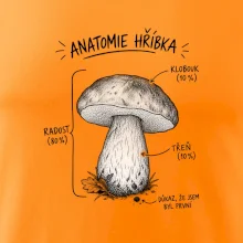 Anatomie hříbka