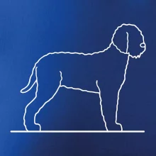 Lagotto romagnolo stojící