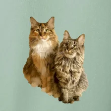 Kočky vectorizované  (Moňas)