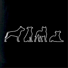 Americký stafordširský teriér v různých pozicích