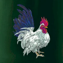 Kohout kreslený bílý