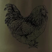 Slepice černobílá