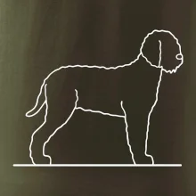 Lagotto romagnolo stojící