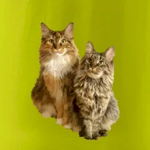 Kočky vectorizované  (Moňas)