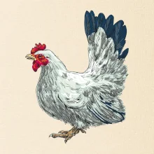 Slepice kreslená bílá