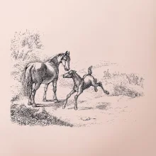 Kůň a hříbě malované