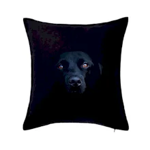 Černý Labrador fotka