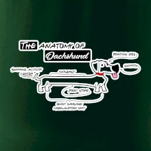 Jezevčík - Anatomie