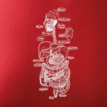 Skica lidských orgánů