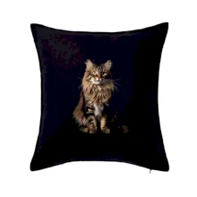 Sibiřská kočka černá fotka