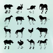 Zvířecí stopy s obrázkem zvířete - stopy zvířat