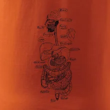 Skica lidských orgánů