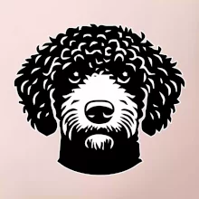 Lagotto romagnolo hlava na prsu