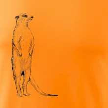 Surikata černá kresba