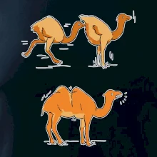 Pravda o velbloudech