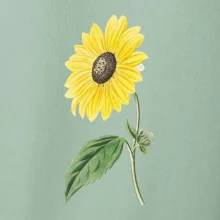 Slunečnice otočená