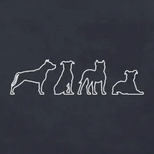 Americký stafordširský teriér v různých pozicích