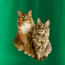 Kočky vectorizované  (Moňas)