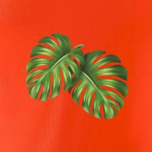 Monstera - dva listy