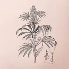 Konopí kytka černobílá