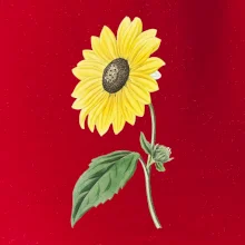 Slunečnice otočená