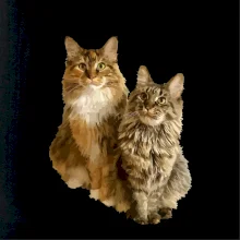 Kočky vectorizované  (Moňas)