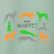 Whippet barevný