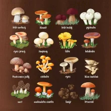 Atlas hub - triko s houbami