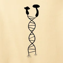 DNA houby