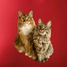 Kočky vectorizované  (Moňas)