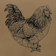 Slepice černobílá