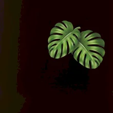 Monstera listy na prsu