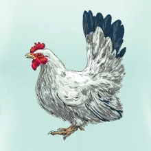 Slepice kreslená bílá