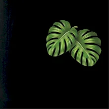 Monstera listy na prsu