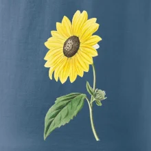 Slunečnice otočená