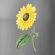 Slunečnice otočená