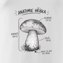 Anatomie hříbka