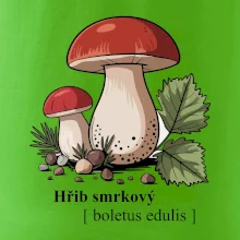 Hřib smrkový - Boletus edulis kreslený