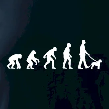 Lagotto romagnolo Evoluce muž / žena