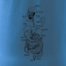 Skica lidských orgánů