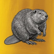 Zvířata Šumavy – Bobr evropský