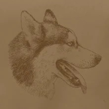 Husky - hlava z boku