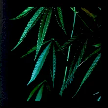 Ganja listy - čtverec