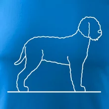 Lagotto romagnolo stojící