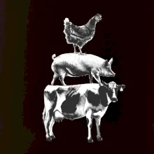 Slípka prase kravka