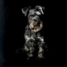 Knírač černá fotka