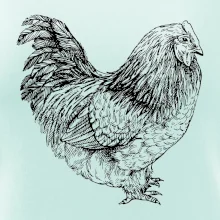 Slepice černobílá