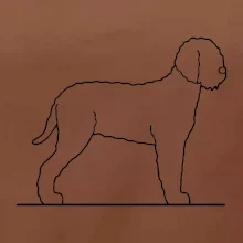 Lagotto romagnolo stojící